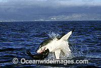Great White Shark breaching Cape Fur Seal Photo - Chris & Monique Fallows