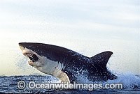 Great White Shark breaching Photo - Chris & Monique Fallows