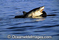 Great White Shark breaching on Seal Photo - Chris & Monique Fallows