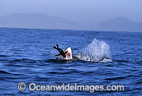 Great White Shark breaching on Seal Photo - Chris & Monique Fallows