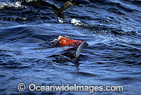 Great White Shark attacking Cape Fur Seal Photo - Chris & Monique Fallows