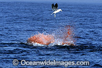 Great White Shark breaching on Seal Photo - Chris & Monique Fallows