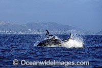 Great White Shark breaching on Seal Photo - Chris & Monique Fallows