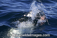 Great White Shark breaching on Seal Photo - Chris & Monique Fallows