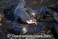 Cape Fur Seal with Great White Shark Photo - Chris & Monique Fallows