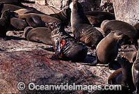 Cape Fur Seal with Great White Shark Photo - Chris & Monique Fallows