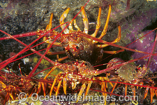 Red Spiny Lobster Jasus edwardsii photo Red Spiny Lobster Jasus edwardsii photo