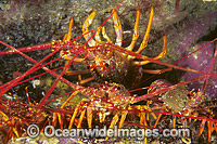 Red Spiny Lobster Jasus edwardsii Photo - Gary Bell