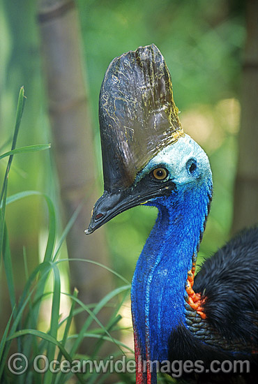 Southern Cassowary Dangerous bird when provoked photo