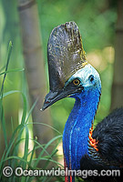 Southern Cassowary Dangerous bird when provoked Photo - Gary Bell