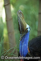 Southern Cassowary Photo - Gary Bell