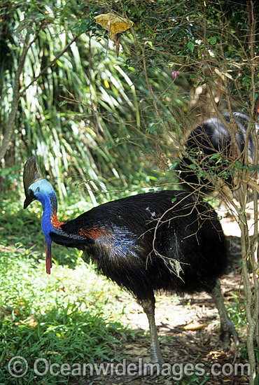 Southern Cassowary Dangerous bird photo Southern Cassowary Dangerous bird photo