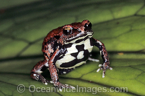 Red-backed Toadlet Pseudophryne coriacea photo Red-backed Toadlet Pseudophryne coriacea photo