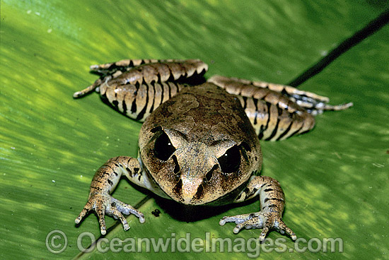 Great Barred Frog Mixophyes fasciolatus photo