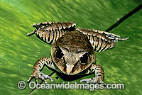 Great Barred Frog Mixophyes fasciolatus Photo - Gary Bell