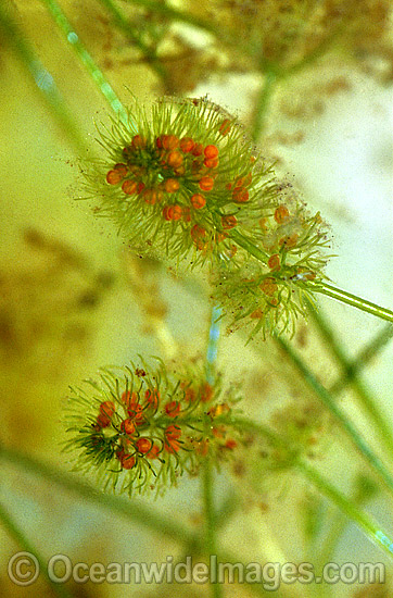 Alpine Marsh pond weed photo