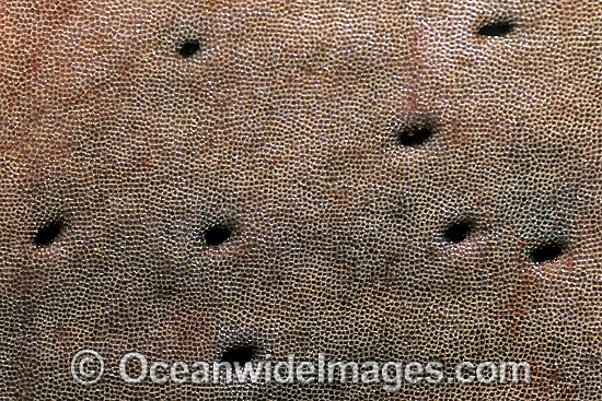 Great White Shark sensory pores denticles photo Great White Shark sensory pores denticles photo