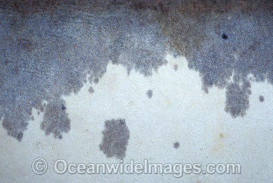 Great White Shark skin denticles photo Great White Shark skin denticles photo