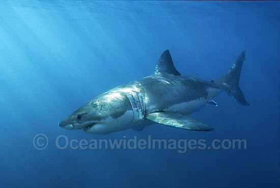 Great White Shark underwater photo Great White Shark underwater photo