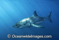 Great White Shark underwater Photo - Gary Bell