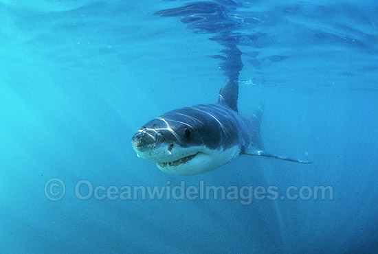 Great White Shark photo Great White Shark photo