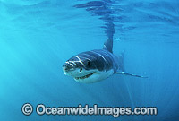 Great White Shark Photo - Gary Bell
