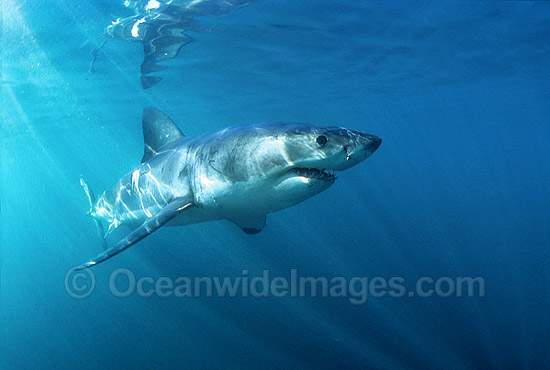 Great White Shark underwater photo Great White Shark underwater photo