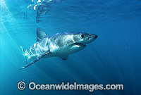 Great White Shark underwater Photo - Gary Bell