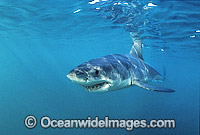 Great White Shark Carcharodon carcharias Photo - Gary Bell