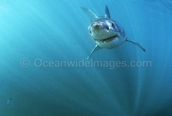 Great White Shark underwater photo Great White Shark underwater photo