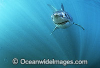 Great White Shark underwater Photo - Gary Bell