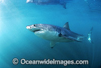 Great White Shark underwater Photo - Gary Bell