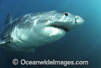 Great White Shark Carcharodon carcharias Photo - Gary Bell
