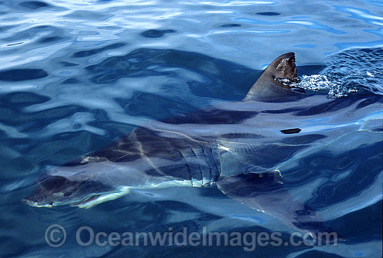 Great White Shark dorsal fin photo Great White Shark dorsal fin photo
