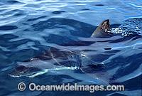 Great White Shark dorsal fin Photo - Gary Bell