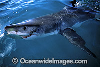 Great White Shark dorsal fin Photo - Gary Bell