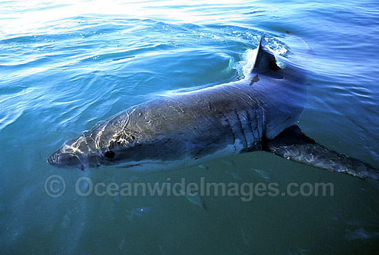Great White Shark dorsal fin photo Great White Shark dorsal fin photo