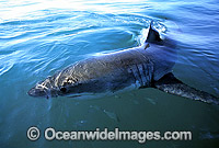Great White Shark dorsal fin Photo - Gary Bell