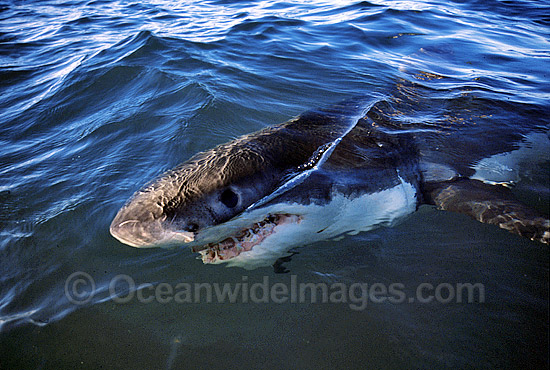 Great White Shark photo Great White Shark photo