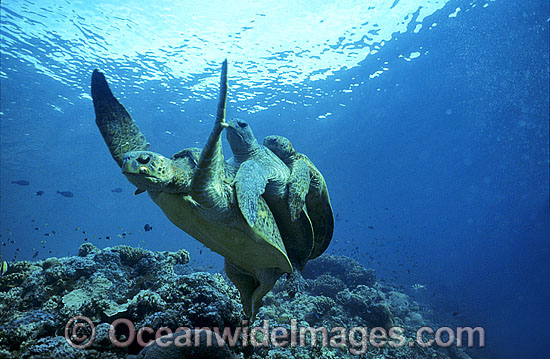 Mating Green Sea Turtles breeding photo Mating Green Sea Turtles breeding photo