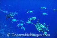 Unusual aggregation of Green Sea Turtles Photo - Gary Bell