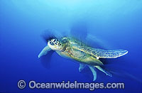 Green Sea Turtle Chelonia mydas Photo - Gary Bell