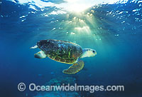 Loggerhead Sea Turtle Caretta caretta Photo - Gary Bell