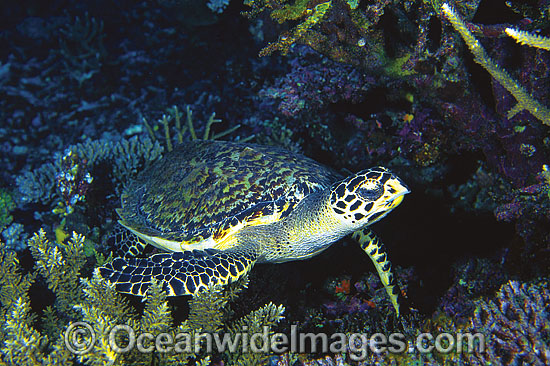 Hawksbill Sea Turtle Eretmochelys imbricata photo Hawksbill Sea Turtle Eretmochelys imbricata photo