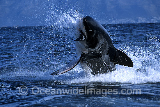 Great White Shark breaching photo
