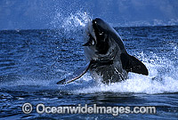 Great White Shark breaching Photo - Gary Bell