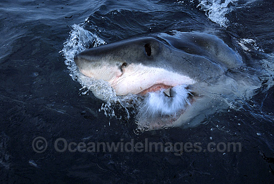 Great White Shark mouthing photo Great White Shark mouthing photo
