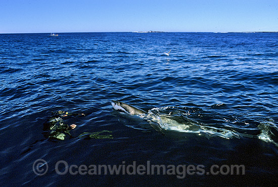 Great White Shark with Scuba Diver on surface photo Great White Shark with Scuba Diver on surface photo