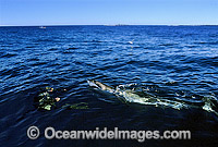 Great White Shark with Scuba Diver on surface Photo - Gary Bell