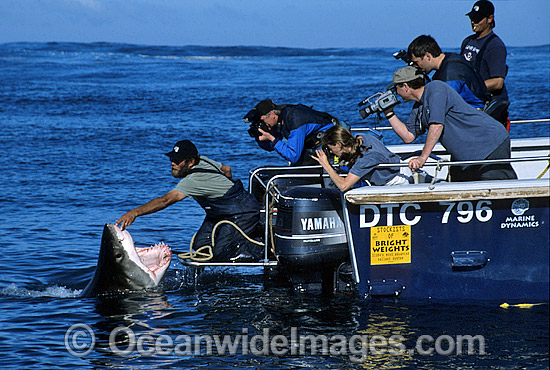 Shark wrangler fends off Great White Shark photo Shark wrangler fends off Great White Shark photo